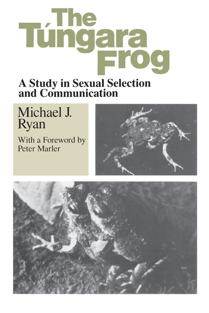 The Tungara Frog