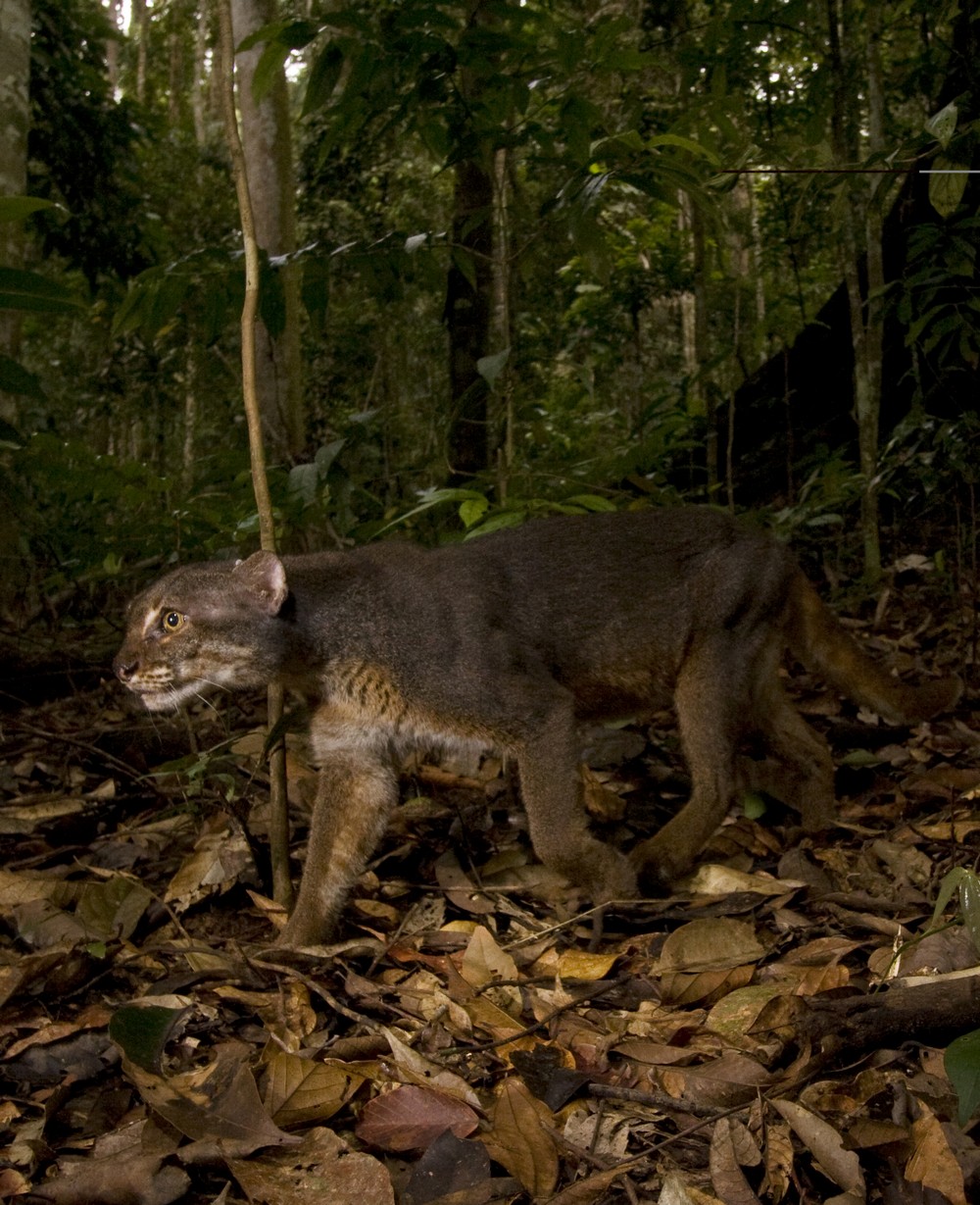 First high-resolution photograph of a bay cat