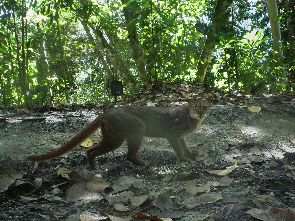 The reclusive bay cat