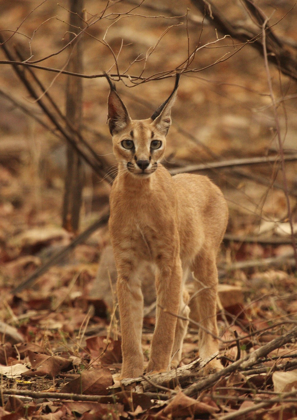 Caracal