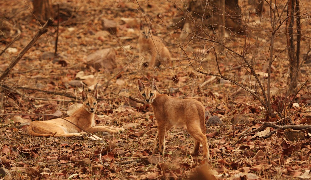 Female caracal with two large cubs